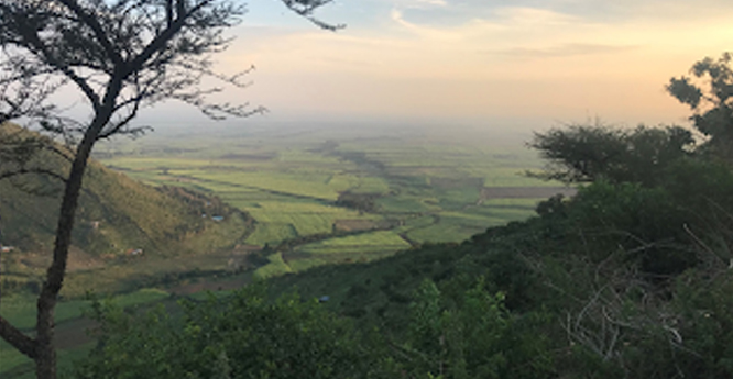 Nandi tea estate