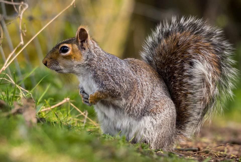 Squirrel_web