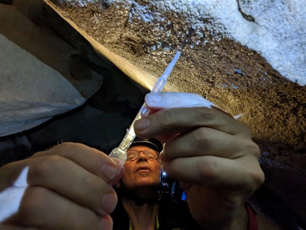 bat-poo-sampling