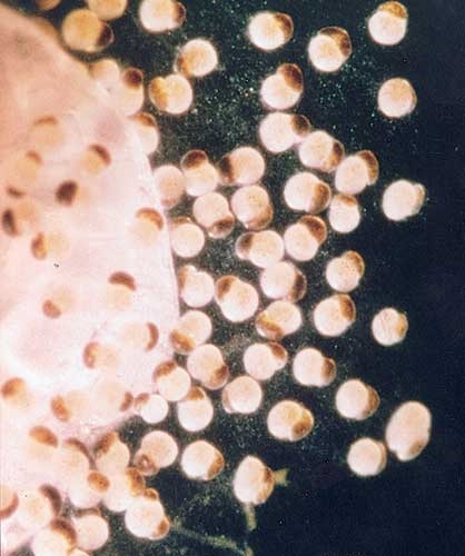 Peneroplis pertusus, reproducing by division to form many small juveniles. These will grow to produce the next generation. Although they formed asexually, they will, in their turn, reproduce sexually; sexual and asexual reproduction alternates. Juveniles are about 0.1 mm across.