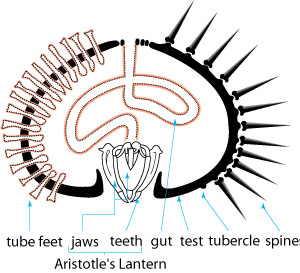 Simplified cross section through a living echinoid. The tube feet protrude through the pores which are concentrated into narrow bands radiating across the test. BGS ©UKRI. All rights reserved.
