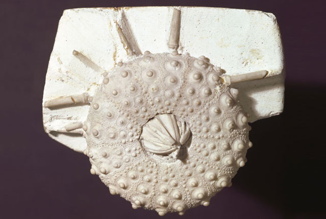 echinoid p549574