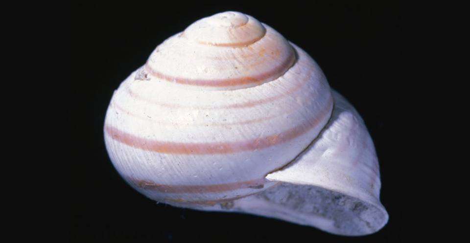The land snail Helix nemoralis (a pulmonate stylommatophore) from the Quaternary of Cambridgeshire was active in cool, wet periods, but sheltered in damp soil or in shade during hotter, drier times.