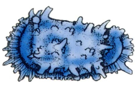 Podocopids vary considerably in shape, have an arched dorsal margin and a complex hinge. Their adductor muscle scars are often arranged in a simple vertical row of four. Most living ostracods belong to this group.
