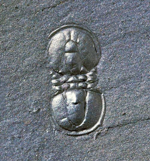 In contrast this tiny agnostid trilobite is five millimetres long. Some have questioned whether agnostids are really trilobites at all.