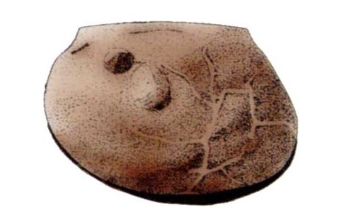 Leperditicopids had thick, smooth valves with several hundred adductor muscle scars.