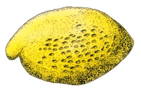Myodocopids usually have thin, smooth valves, and, sometimes, a rostral incisure (a gap through which the swimming appendages protrude).