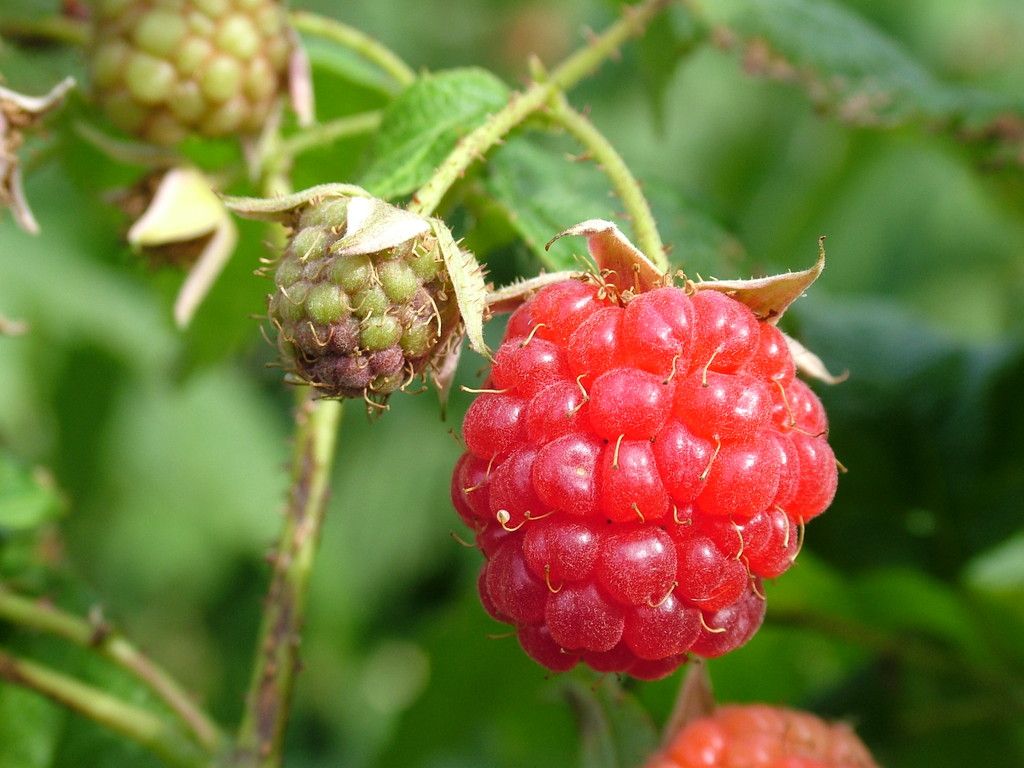 grow-your-own-raspberries_rhs