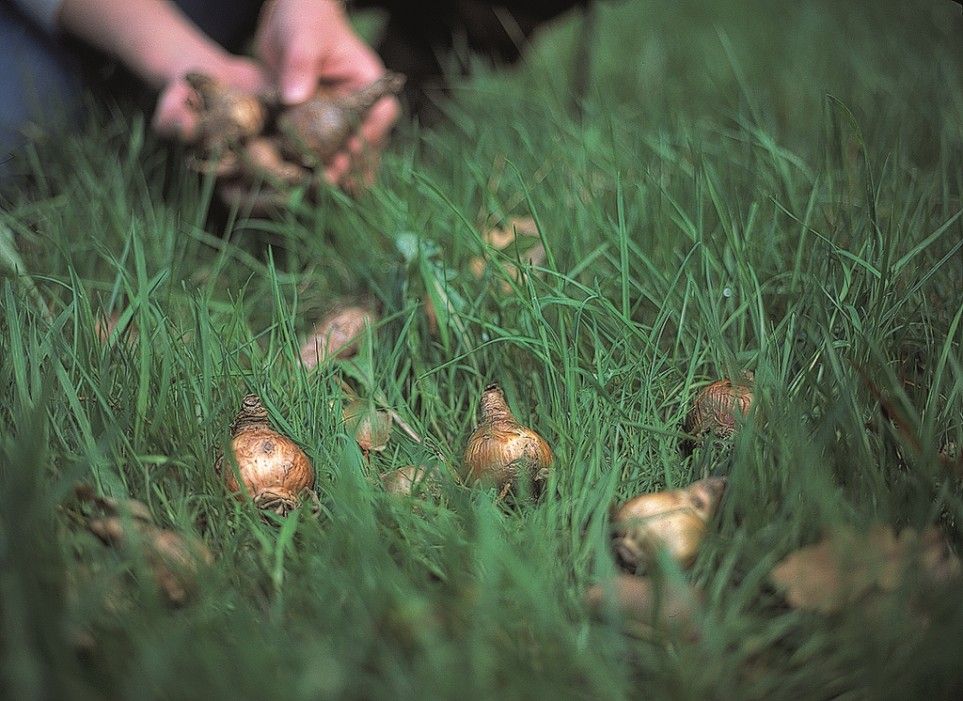 planting-bulbs-in-the-garden_rhs