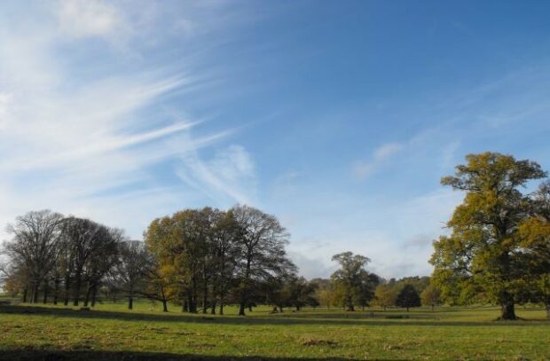 An image of trees at Fawsley Park, Northamptonshire
