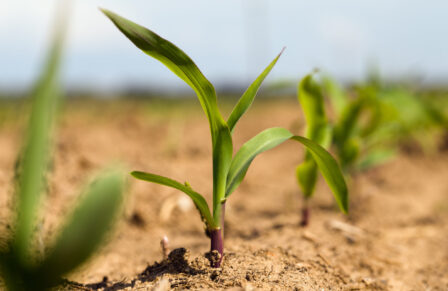 The,Photo,Of,A,Sprout,Of,Recently,Appeared,Corn