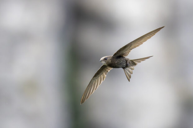 Close up photo of a small light brown bird in flight against a blurred gray background.