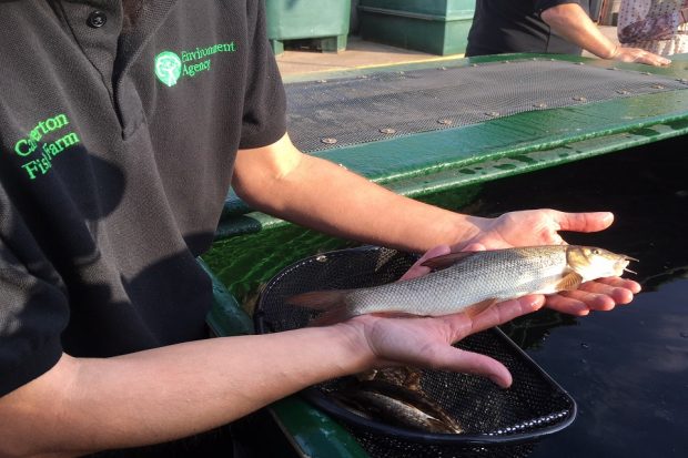 An Environment Agency staff member holding up a Babel (fish) on his palm from a restocking net.