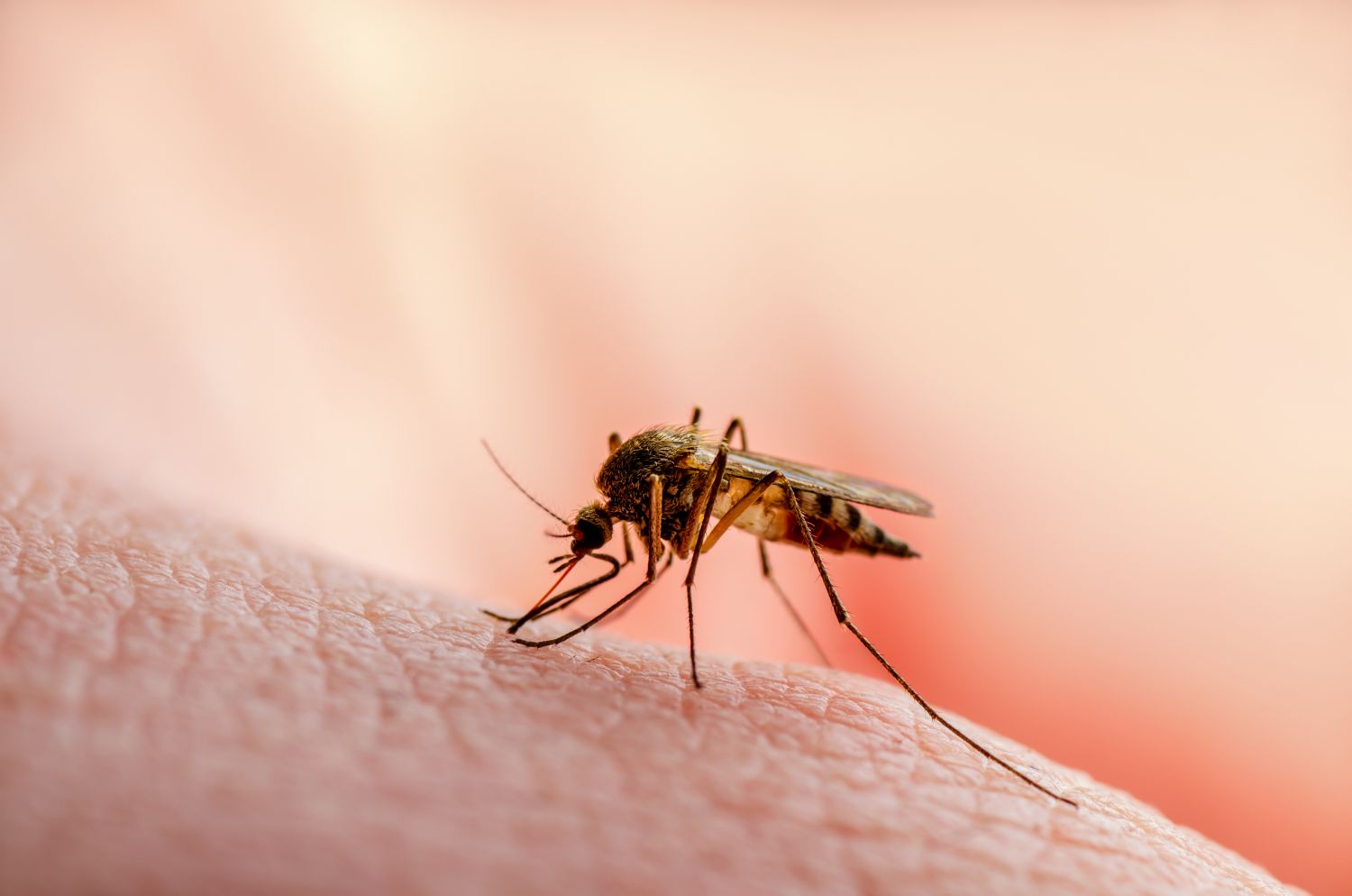Culex mosquito