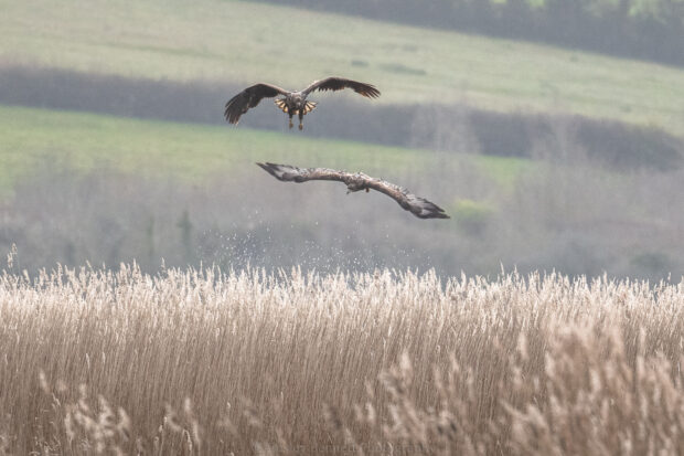 White-tailed eagles hunting as a pair. Credit: Ainsley Bennett