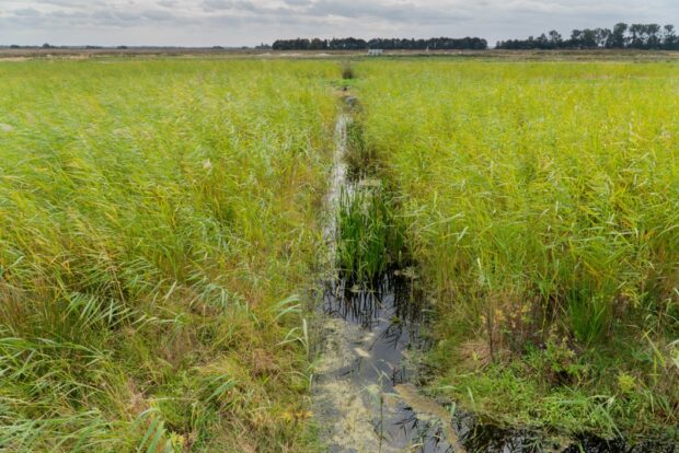Great Fen Trial - Phragmites (Common Reed). credit Jim Milner