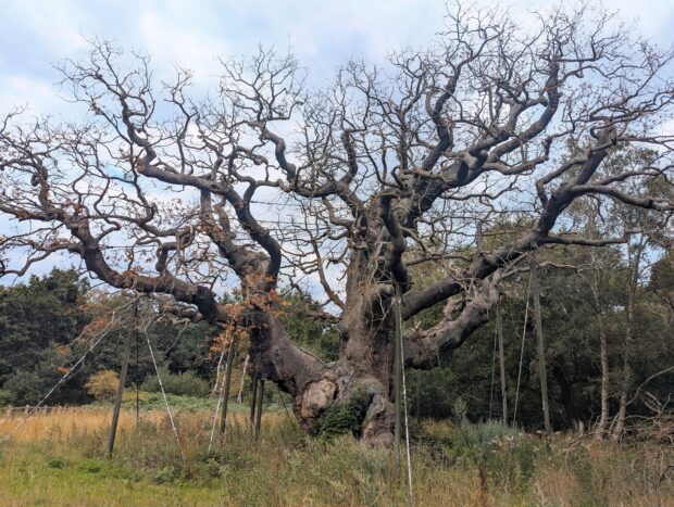 Major Oak Summer 2025. Credit: Karyn Haw
