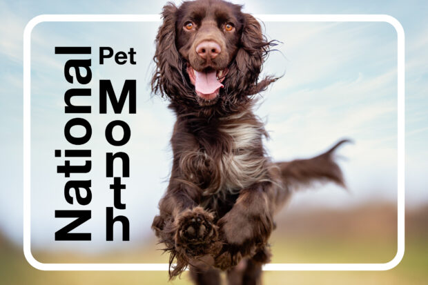 Brown Springer Spaniel running towards the camera with the title, "National Pet Month"
