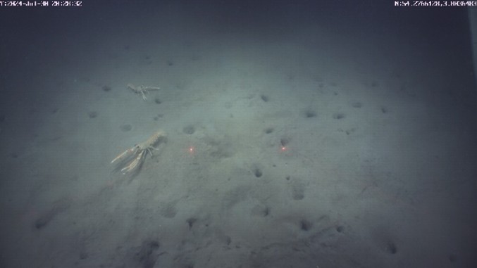 A nephrop on the sea bed with burrow holes around it on the seabed