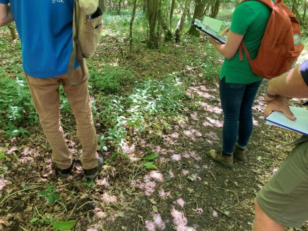 Shadowing a Forestry Commission woodland officer on one of their advice visits.