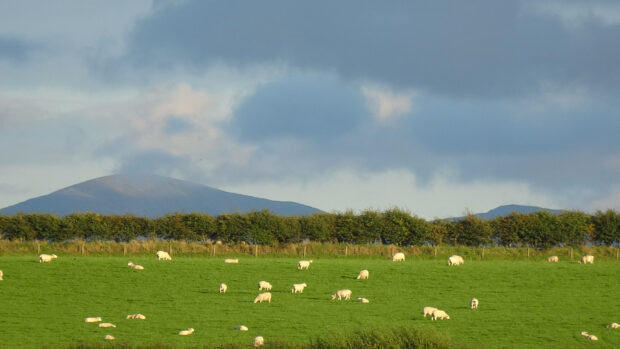 sheep below mountain