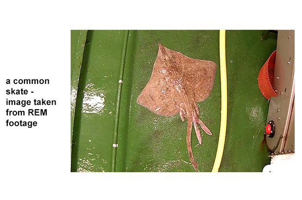 common skate REM footage CCTV vessel