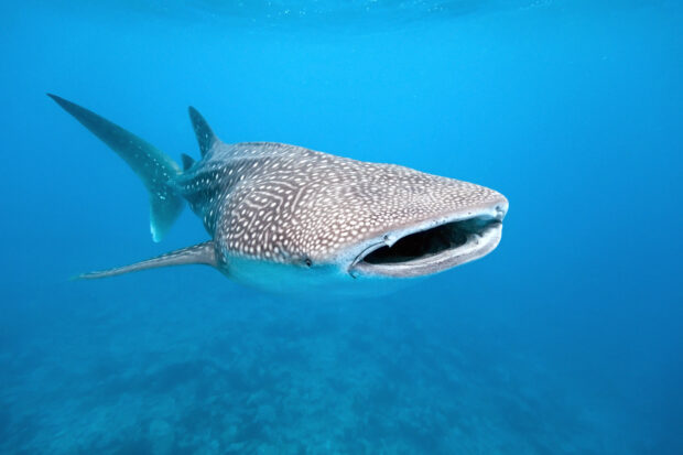 Whale shark swimming