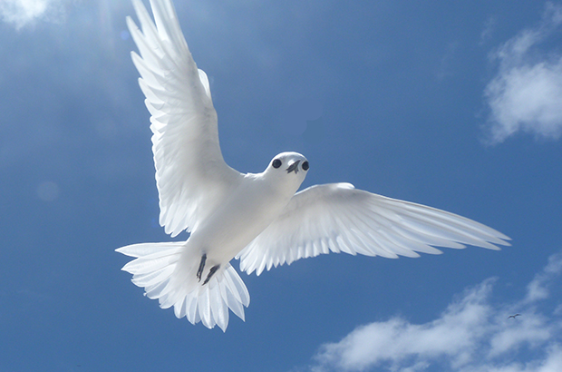 bird ascension island blue belt