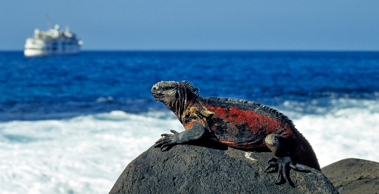 Marine Iguana at the Coast of Espanola Island (Hood), Galapagos