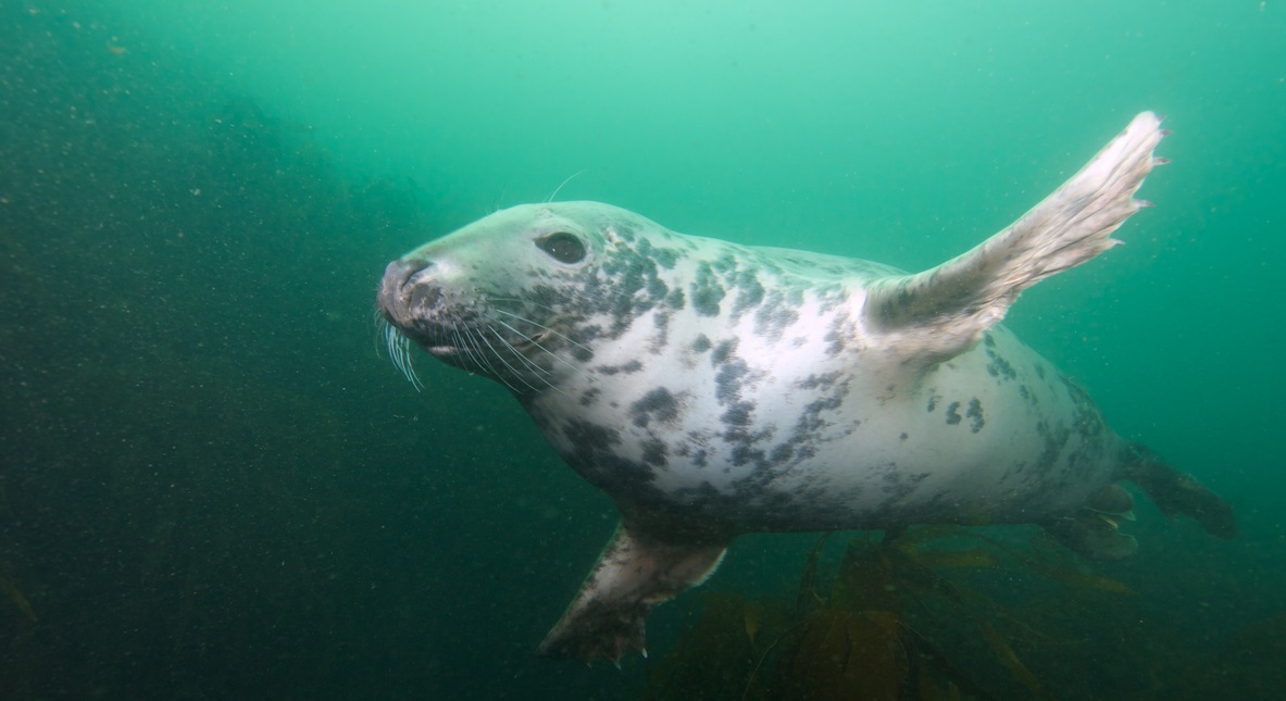 Wide-angle shot of an inquisitive young grey seal "buzzing" the photographer at North Wames, at the Farne Islands, Northumberland, UK.