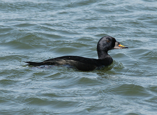 Male common scoter
