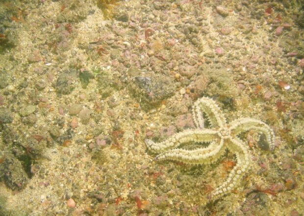 Subtidal coarse sediment
