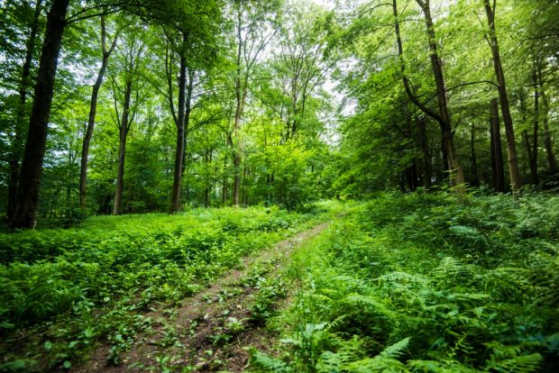 Looking into a woodland with a trail running through the middle of broadleaved trees. Dense grass and ferns cover the ground either side of the trail.