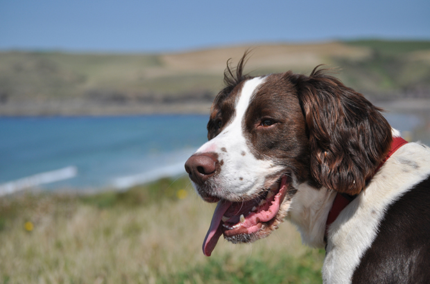 Dog on beach
