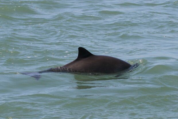 Harbour porpoise