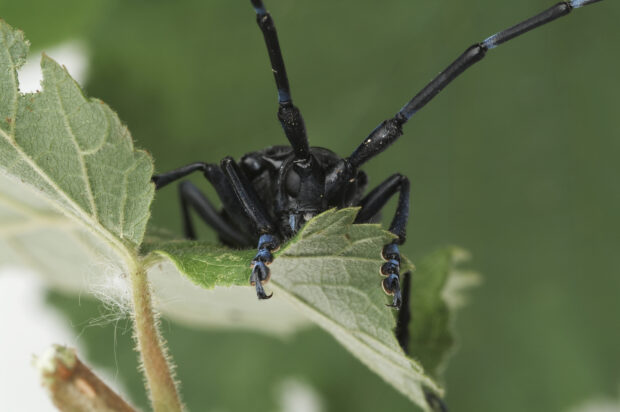 Asian longhorn beetle