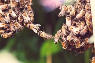 Bees forming a chain