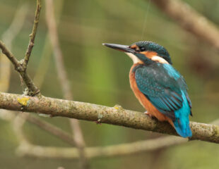 A kingfisher bird is sitting on a branch, watching something in the distance