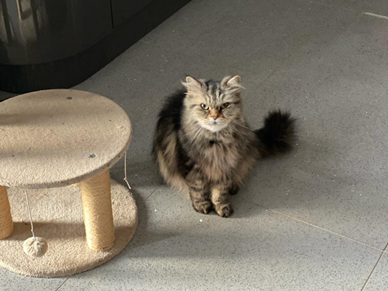 An image of Smokey the cat