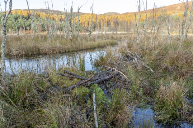 A beaver dam resulting in the creation of a wetland with standing deadwood, an important habitat that supports many species. Credit: Beaver Trust