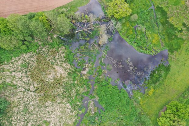 A beaver created wetland. Beavers create and restore wetland habitats, providing a haven for a multitude of species to thrive. Credit: Alan Puttock University of Exeter