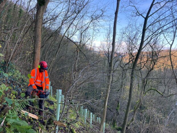 One of the team is cutting trees to make room for new tree planting. They are wearing high visibility and safety gear