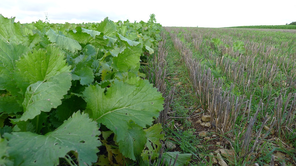 Cover cropping CSF option - Winter turnip rape and vetch soaking up Nitrogen on Cotswold brash. Credit: Andrew Russell (Natural England)