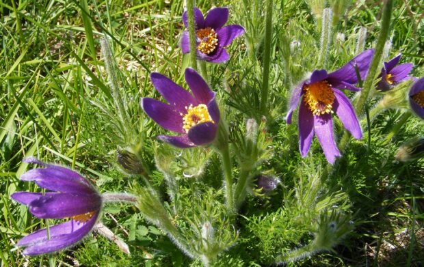 Image shows a cluster of bright purple Pasque flowers, growing amongst green foliage