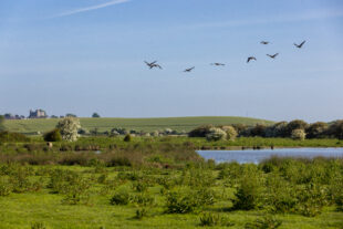 A view of a biodiverse landscape, Iford Biodiversity Project, East Sussex, with lush green countryside and a wetland