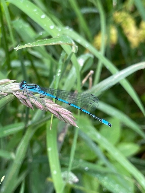 An azure damselfly at a Yorkshire Ambulance Service BNG site. (Image courtesy of Alexis Percival)