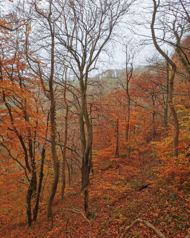 Picture shows a dense woodland in autumn. The trees are a rich orange and red in colour.