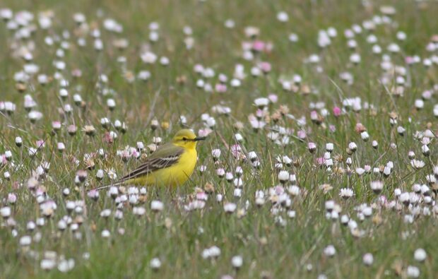 A yellow wagtail bird stands in a grassy field with lots of small pale pink flowers growing amongst the grass
