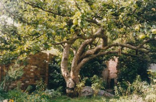 The Bramley.