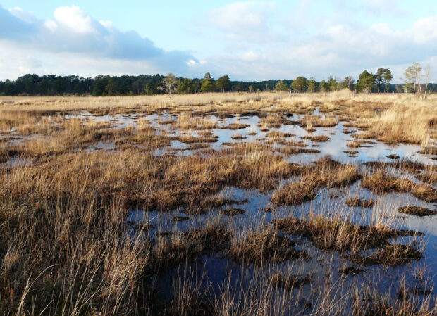 Image shows the NNR site, with water-logged heathland, brown dried grasses grow out of the water. A line of trees can be seen in the far distance.